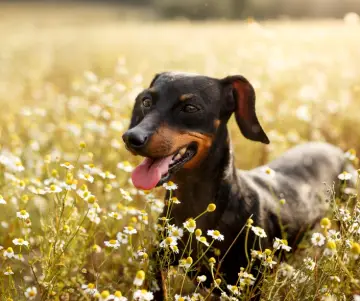 ¿Se le puede dar manzanilla a un perro?