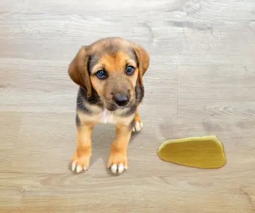 Cómo educar a tu mascota en casa