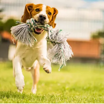 Actividades para hacer con un perro