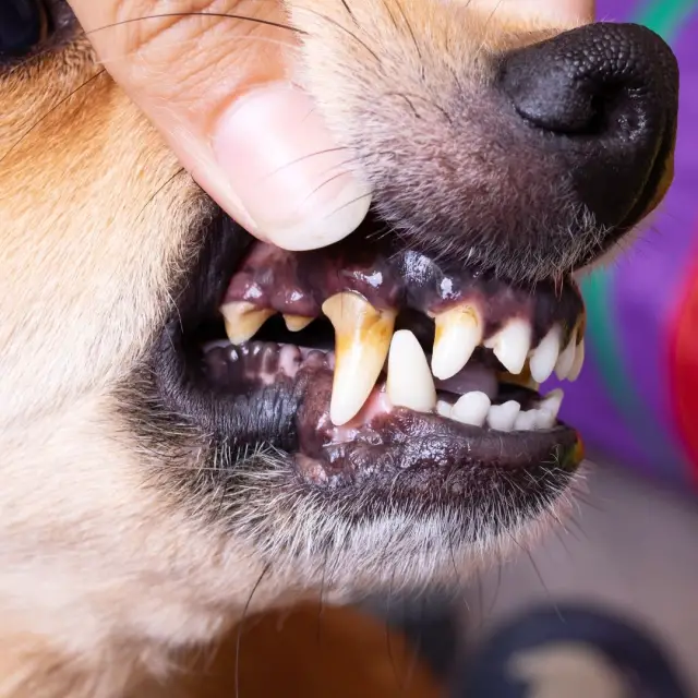 Tips para eliminar sarro dental de los perros