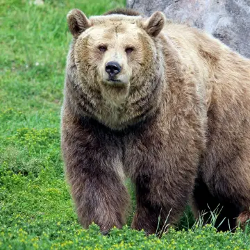 10 Curiosidades del oso pardo