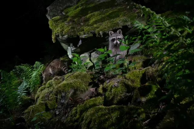 Cómo ayudar a preservar la vida silvestre