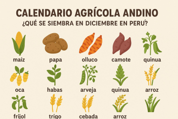 Calendario agrícola andino qué se siembra en diciembre en Perú