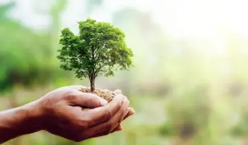 Día Mundial del Árbol: ¿Cómo se Conmemora en Perú?