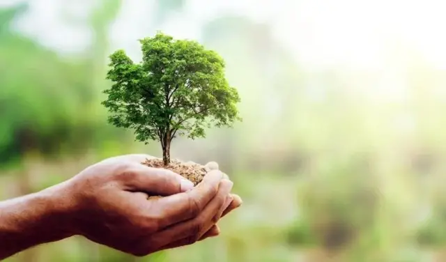 Día Mundial del Árbol: ¿Cómo se Conmemora en Perú?